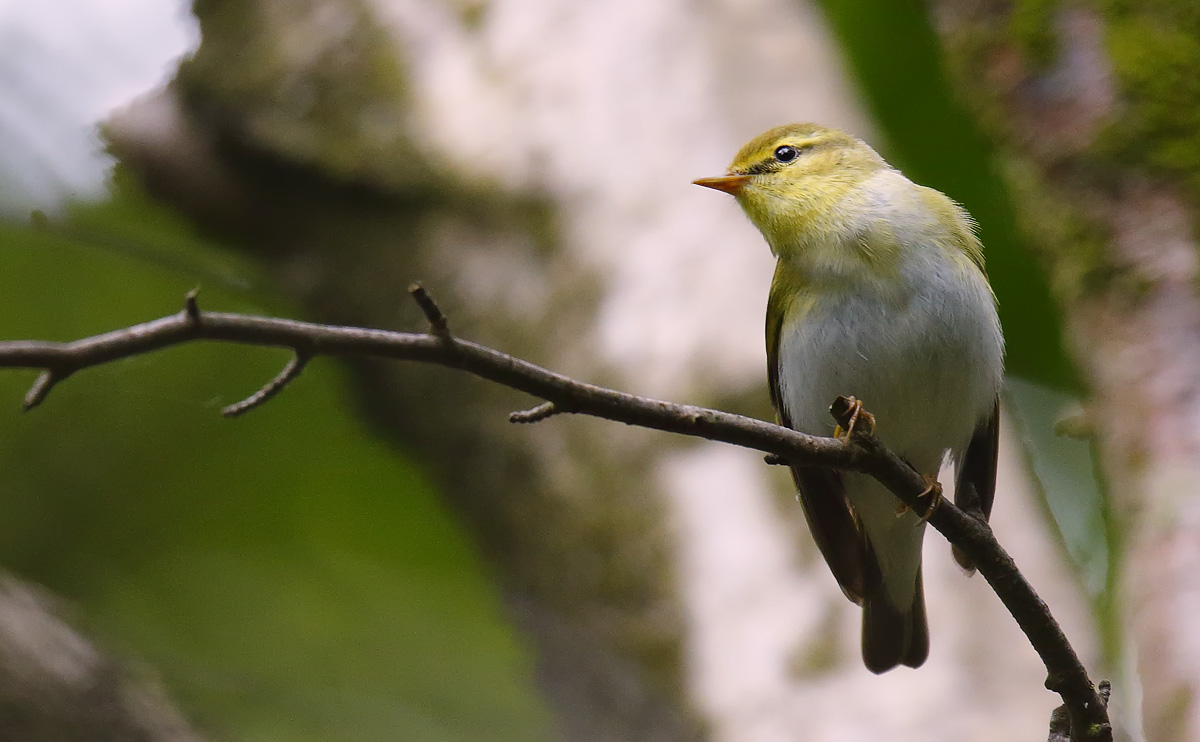 Wood Warbler_J4X1536