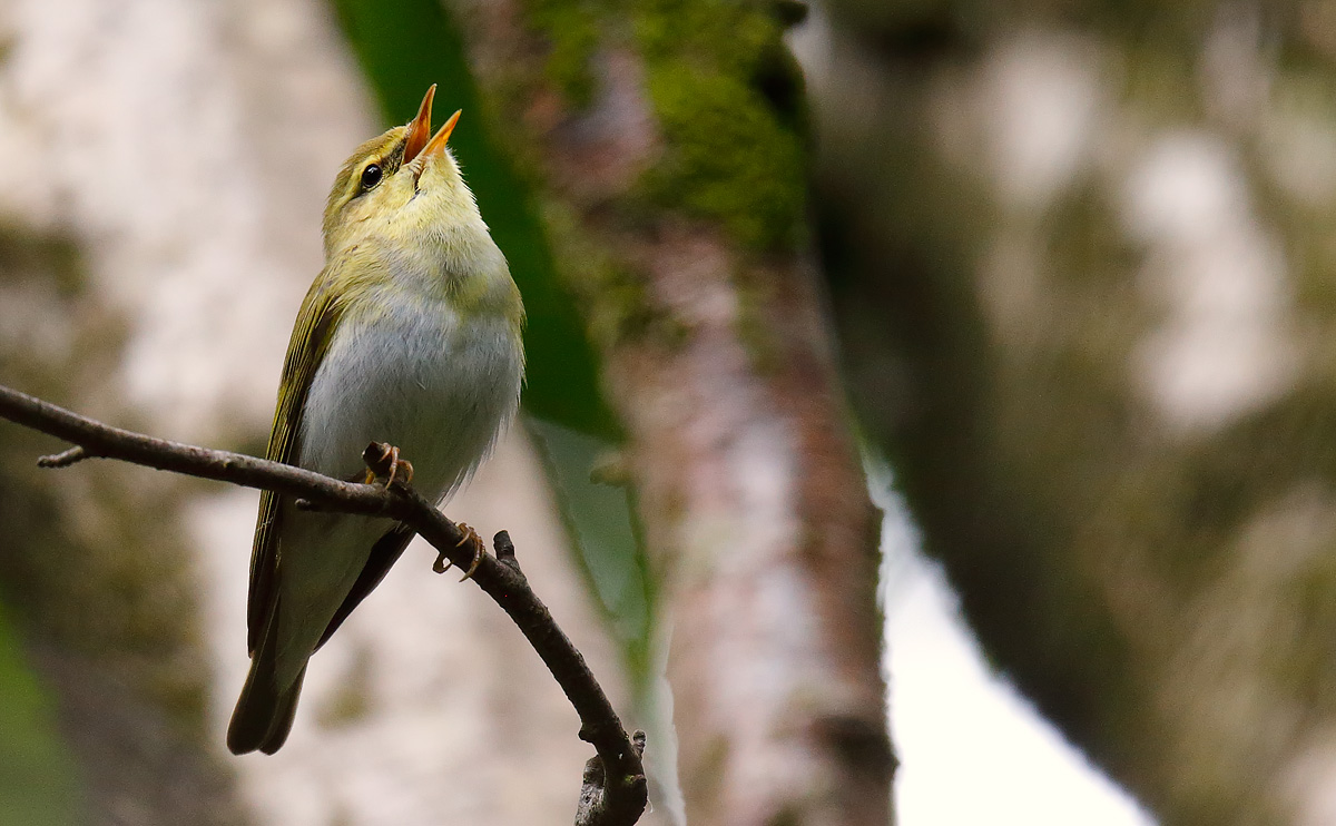 Wood Warbler_J4X1540