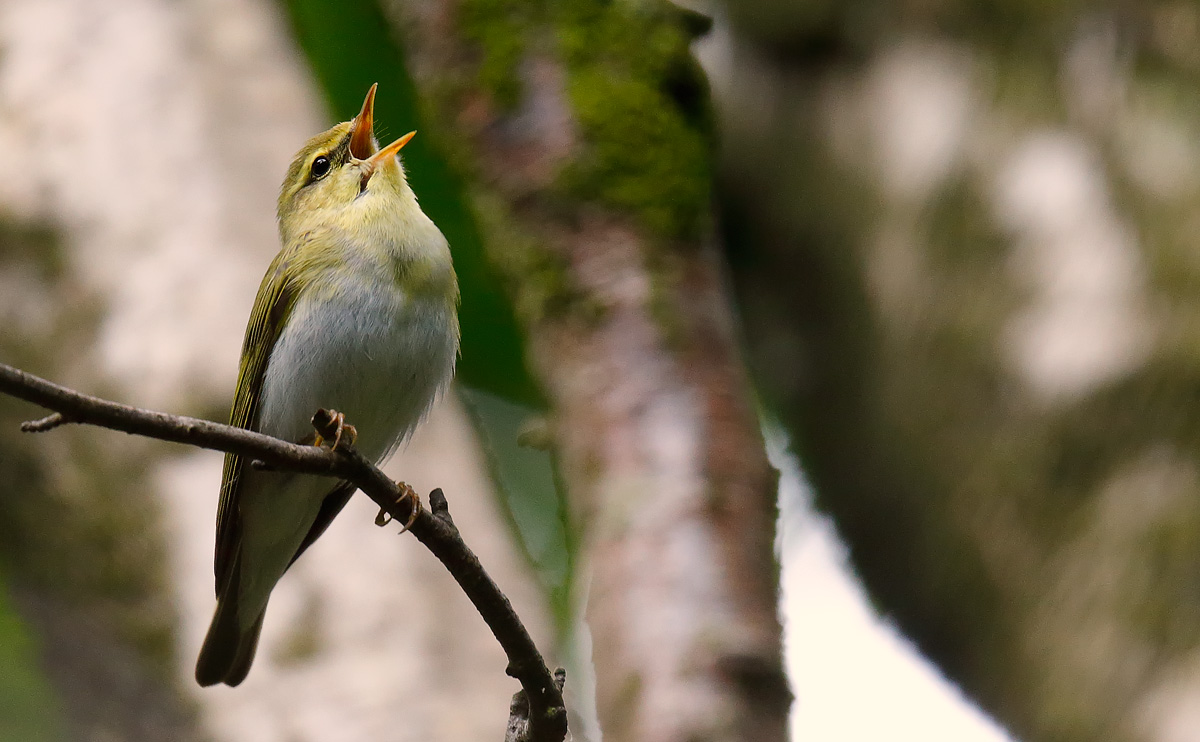 Wood Warbler_J4X1541