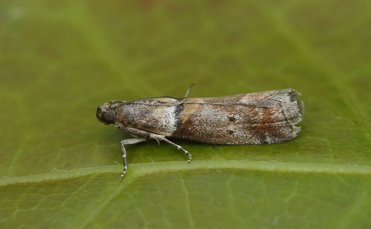 Acrobasis consociella_J4X3725