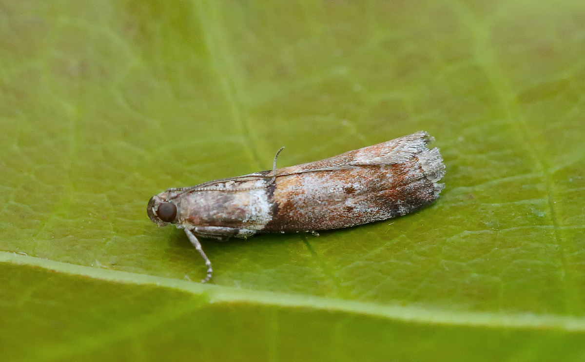 Acrobasis consociella_J4X3731
