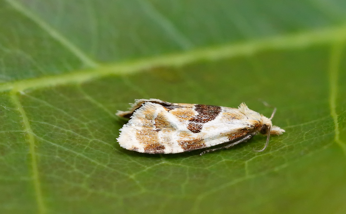 Aethes rubigana_J4X3743