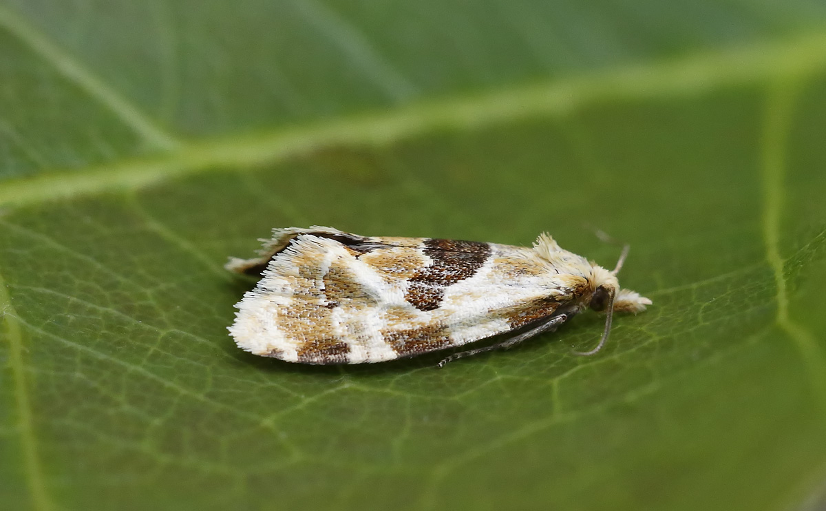 Aethes rubigana_J4X3746