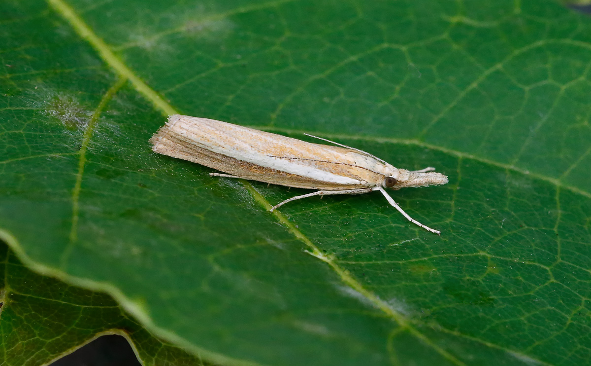 Agriphila selasella_J4X4007