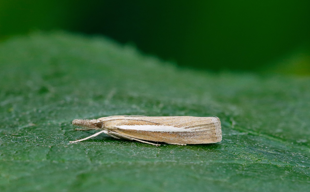 Agriphila selasella_J4X4074