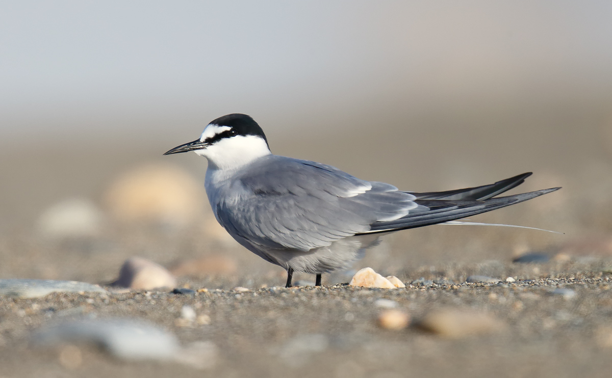 Aleutian Tern_J4X7558