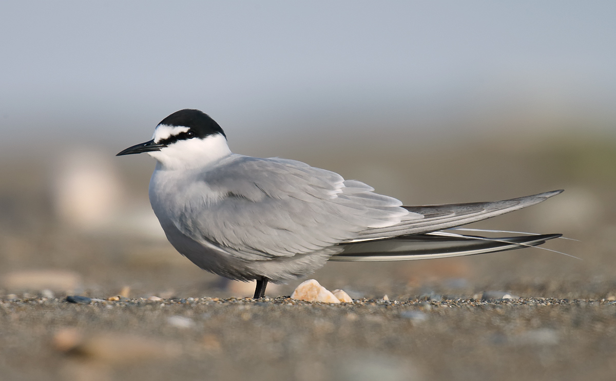 Aleutian Tern_J4X7591