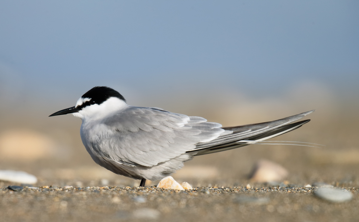 Aleutian Tern_J4X7635