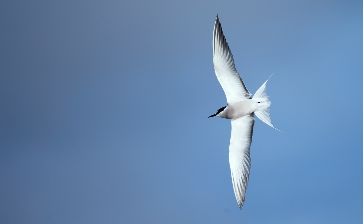 Aleutian Tern_J4X7691