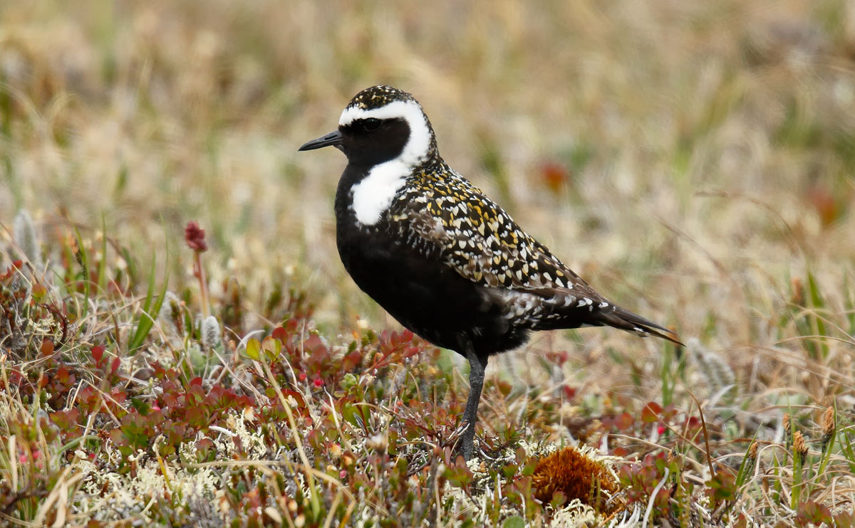 American Golden Plover female_J4X7134