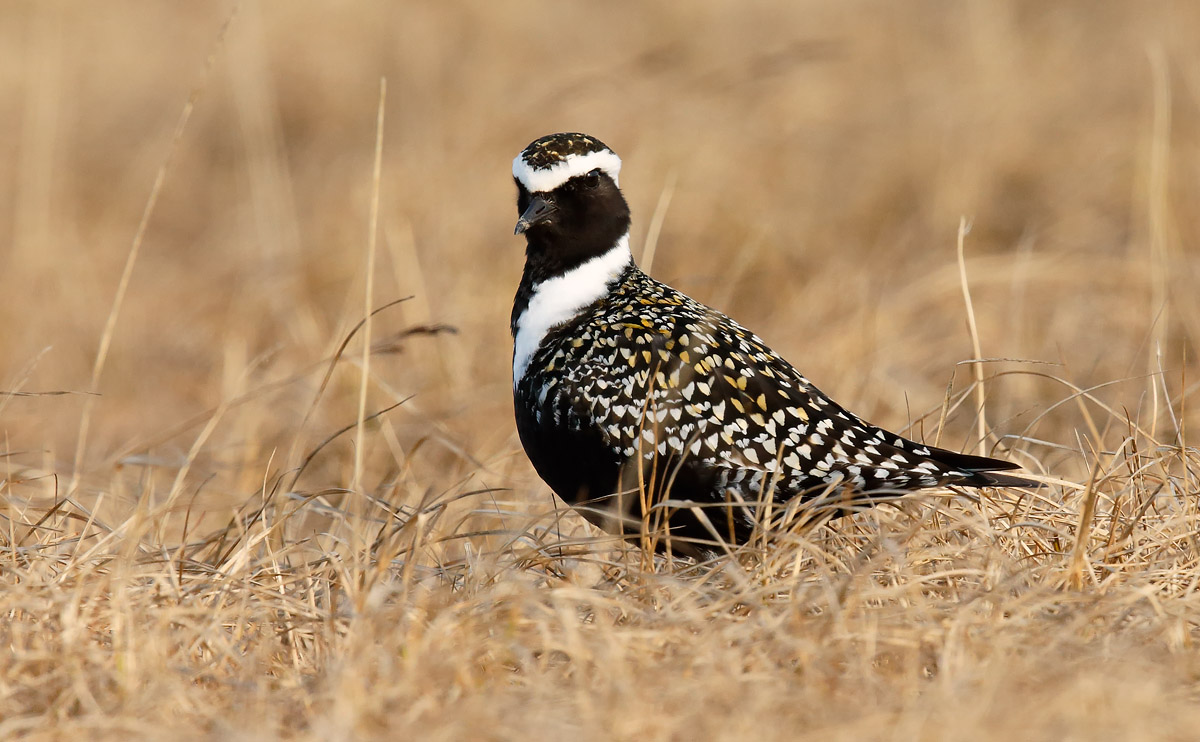 American Golden Plover_J4X1102