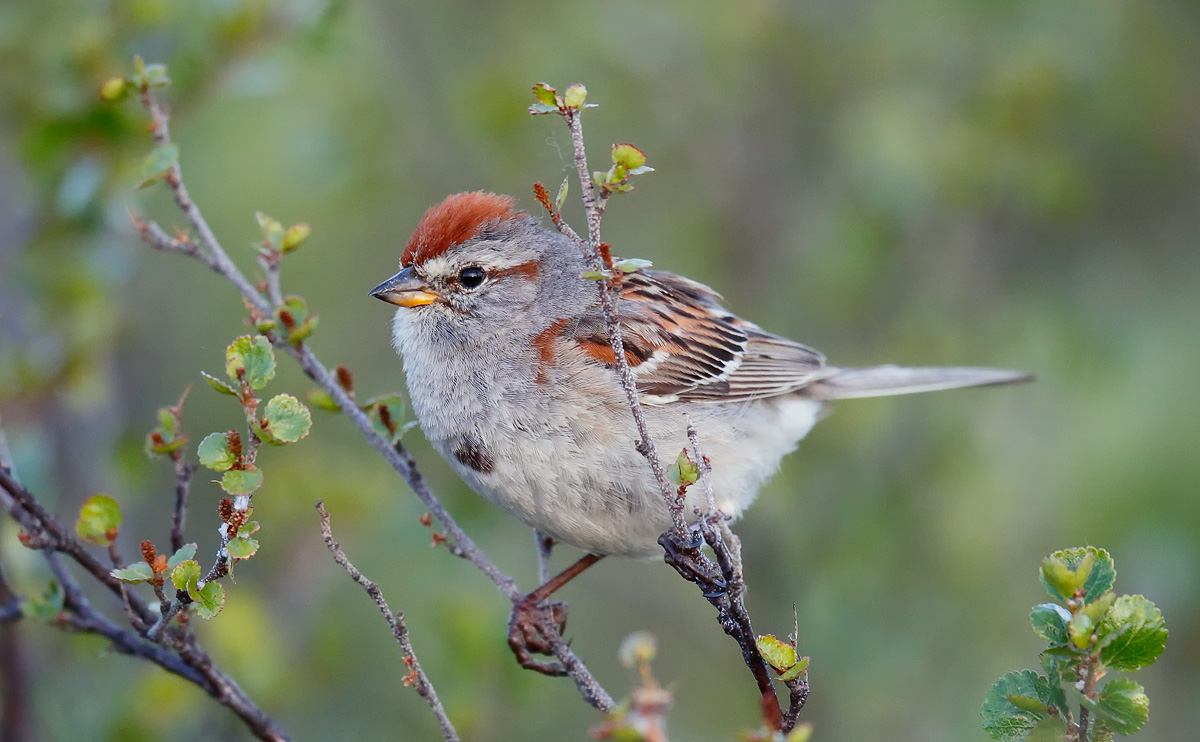 American Tree Sparrow_J4X2359