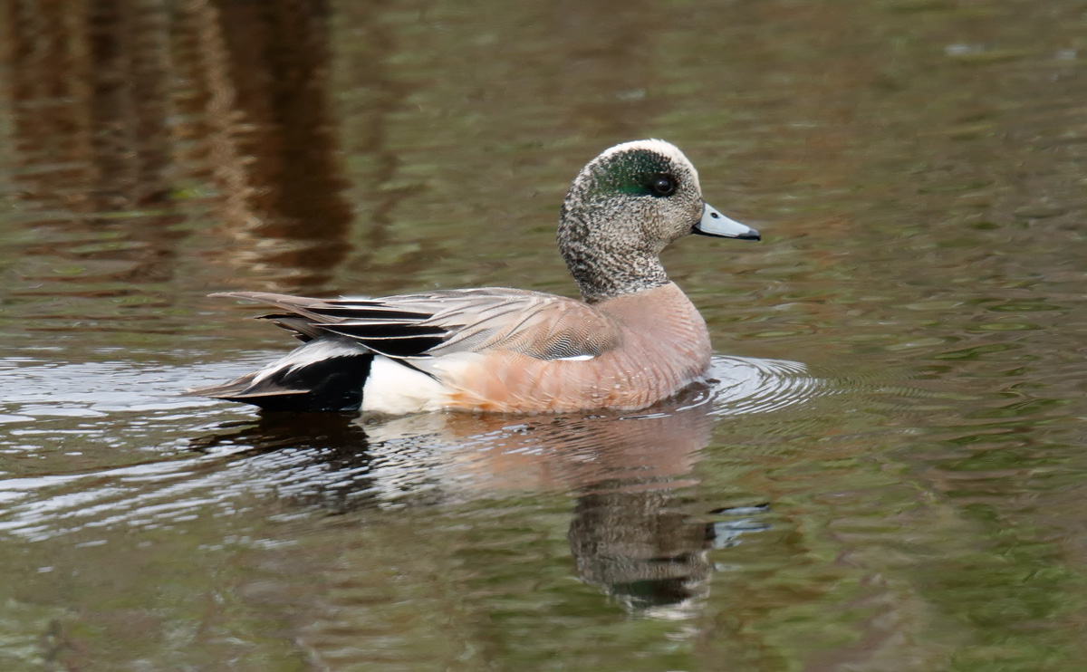 American Wigeon_J4X7109