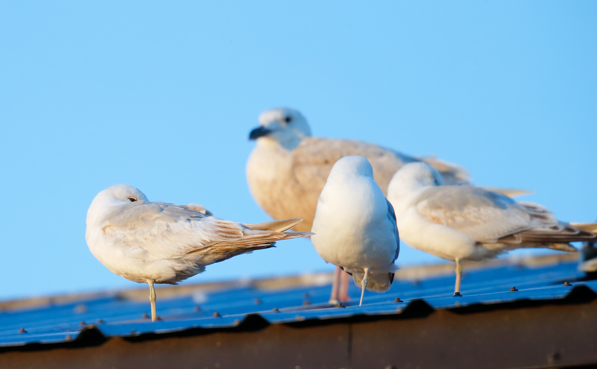 Anchorage Gulls_J4X6159
