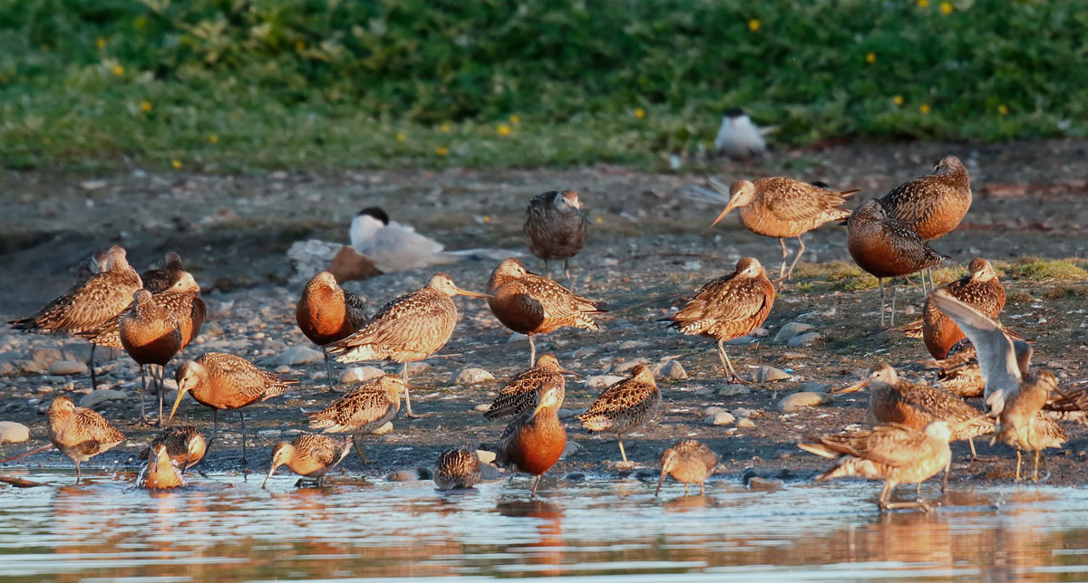 Anchorage Waders_J4X6127