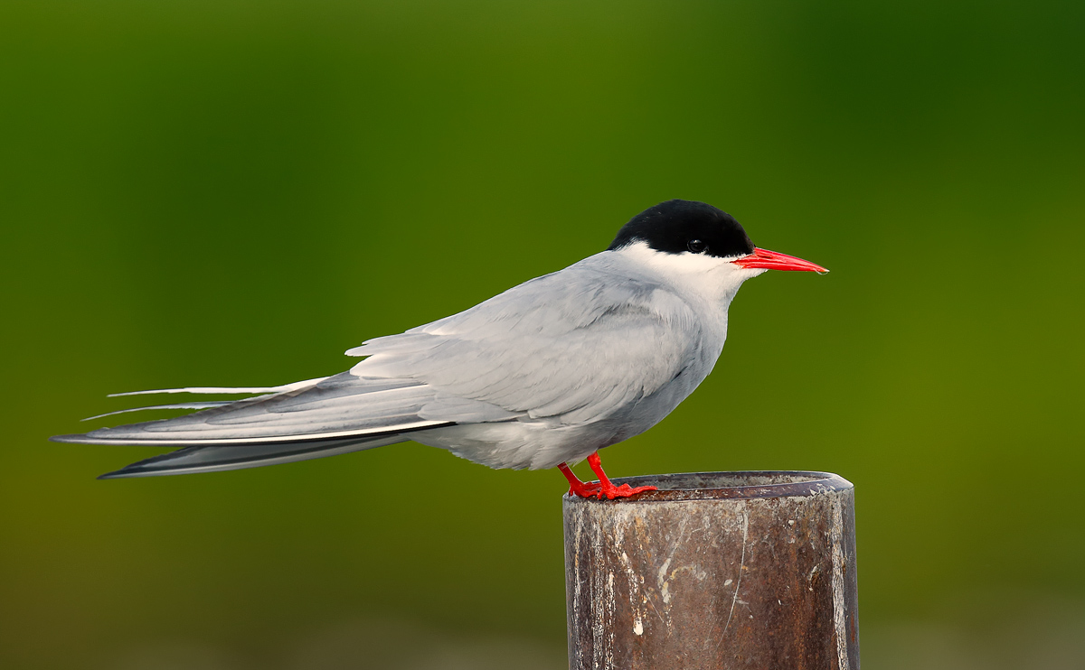 Arctic Tern_J4X2876