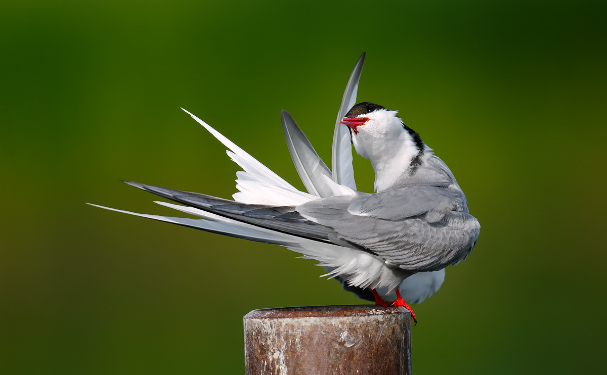 Arctic Tern_J4X2909