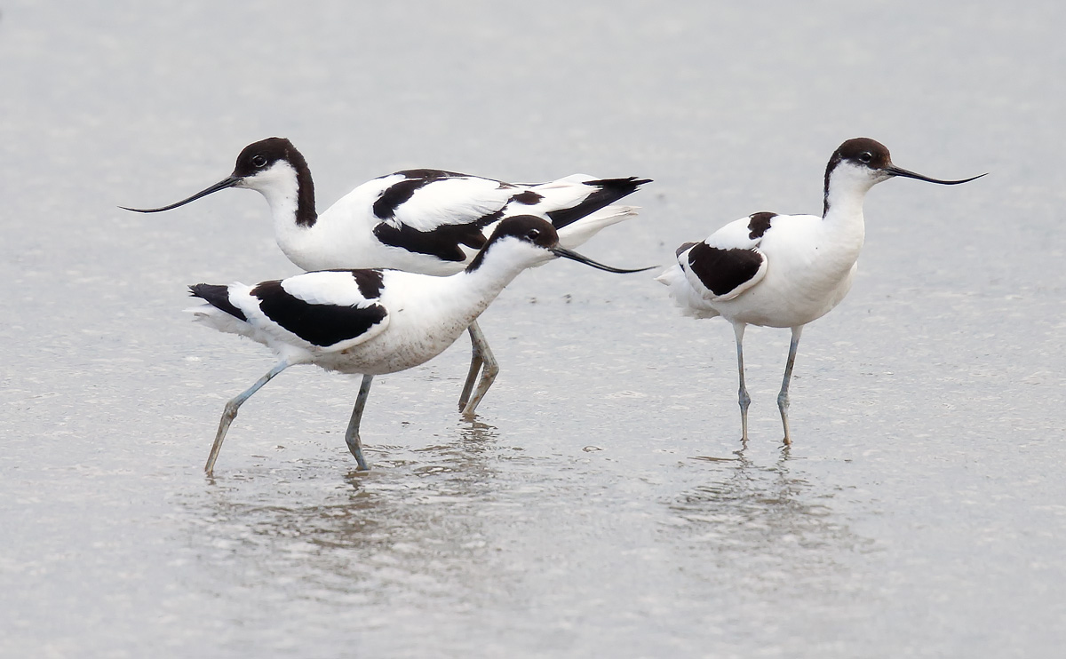 Avocet_J4X3039
