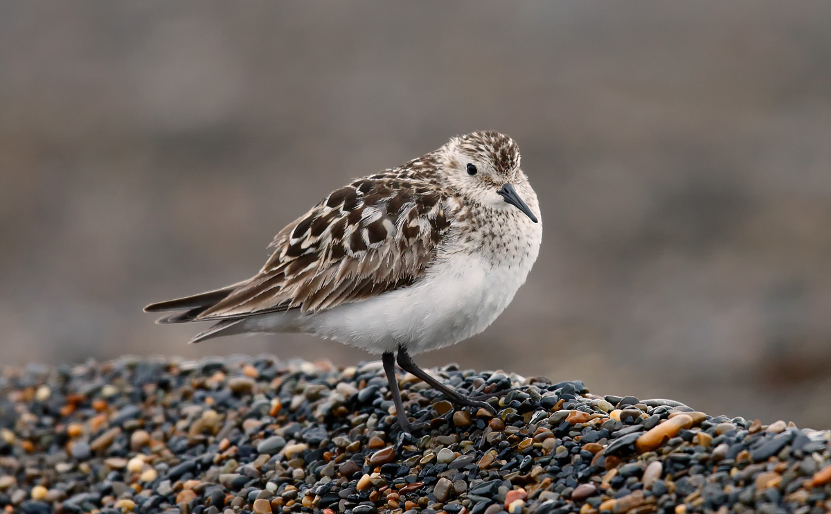 Baird's Sandpiper_J4X1896
