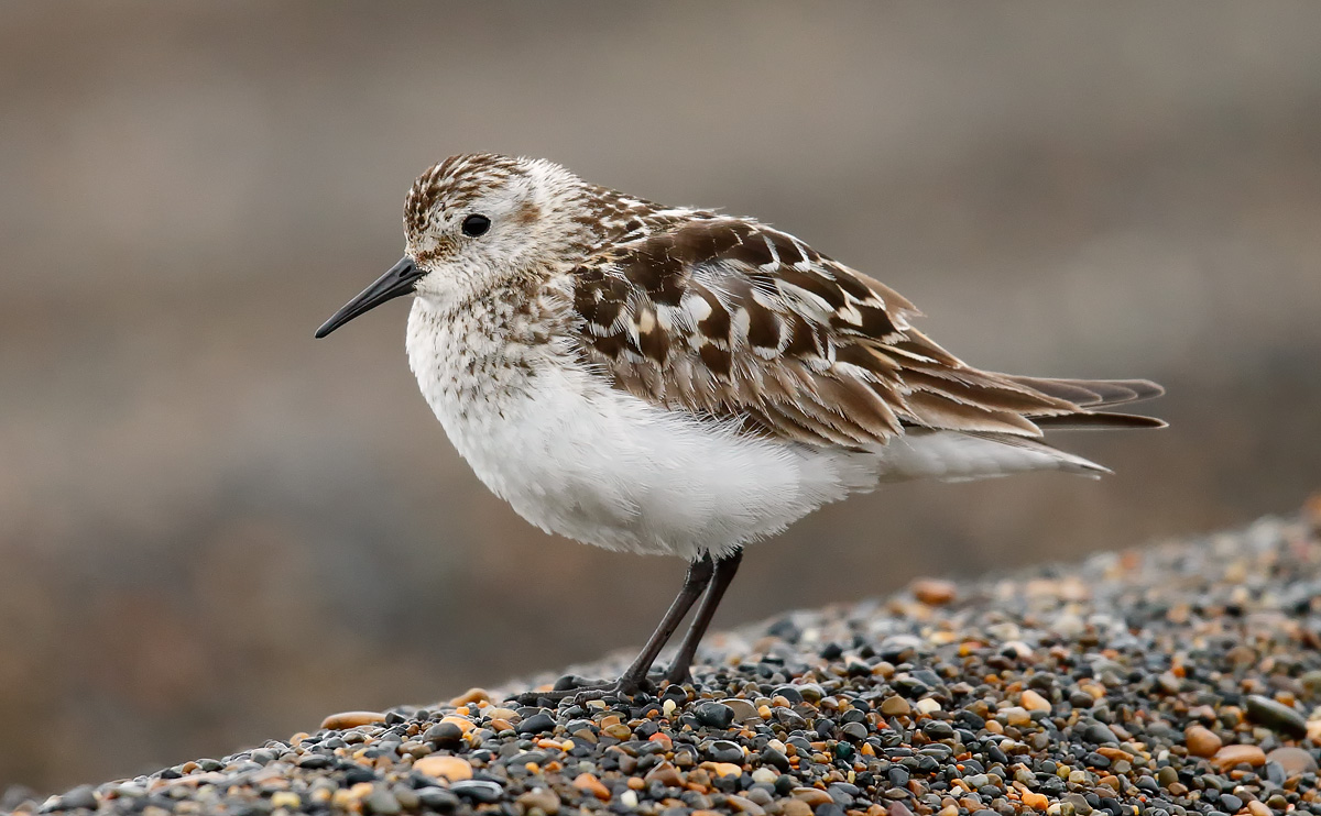 Baird's Sandpiper_J4X1923