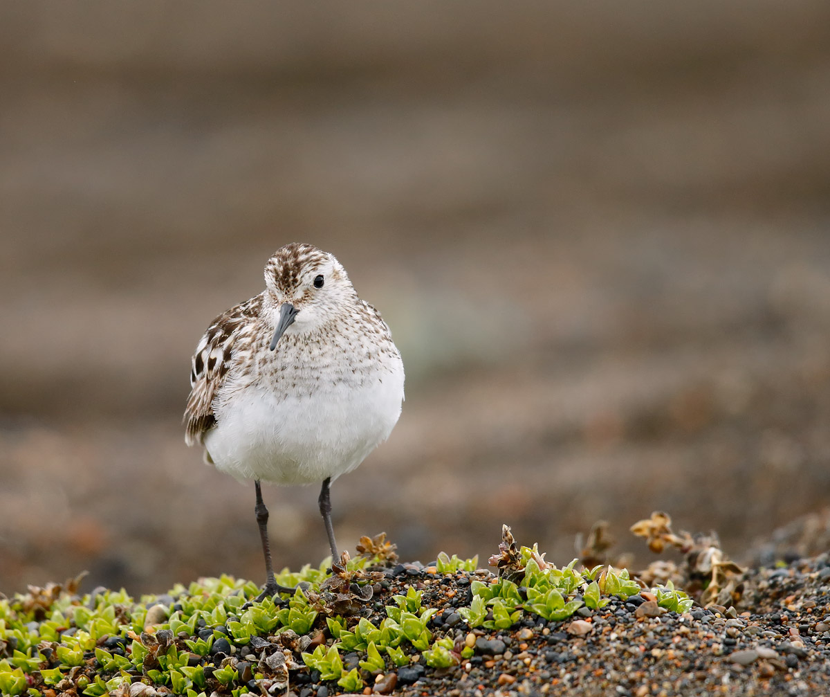 Baird's Sandpiper_J4X1932