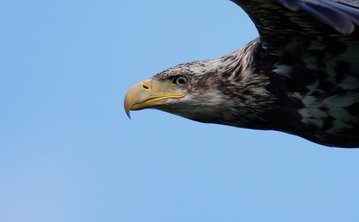 Bald Eagle_J4X2648