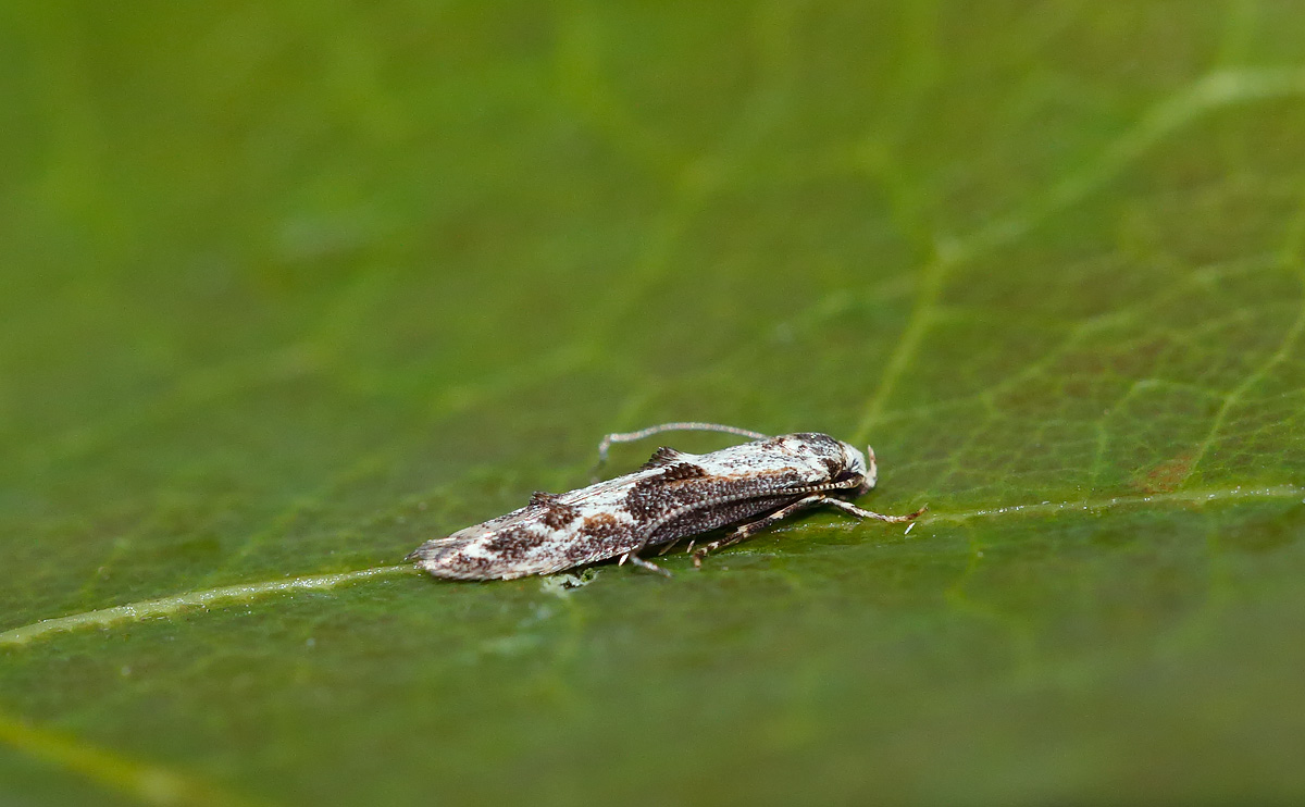 Blastodacna hellerela_J4X3772