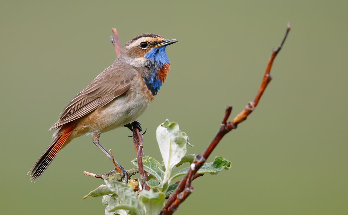 Bluethroat_J4X6954