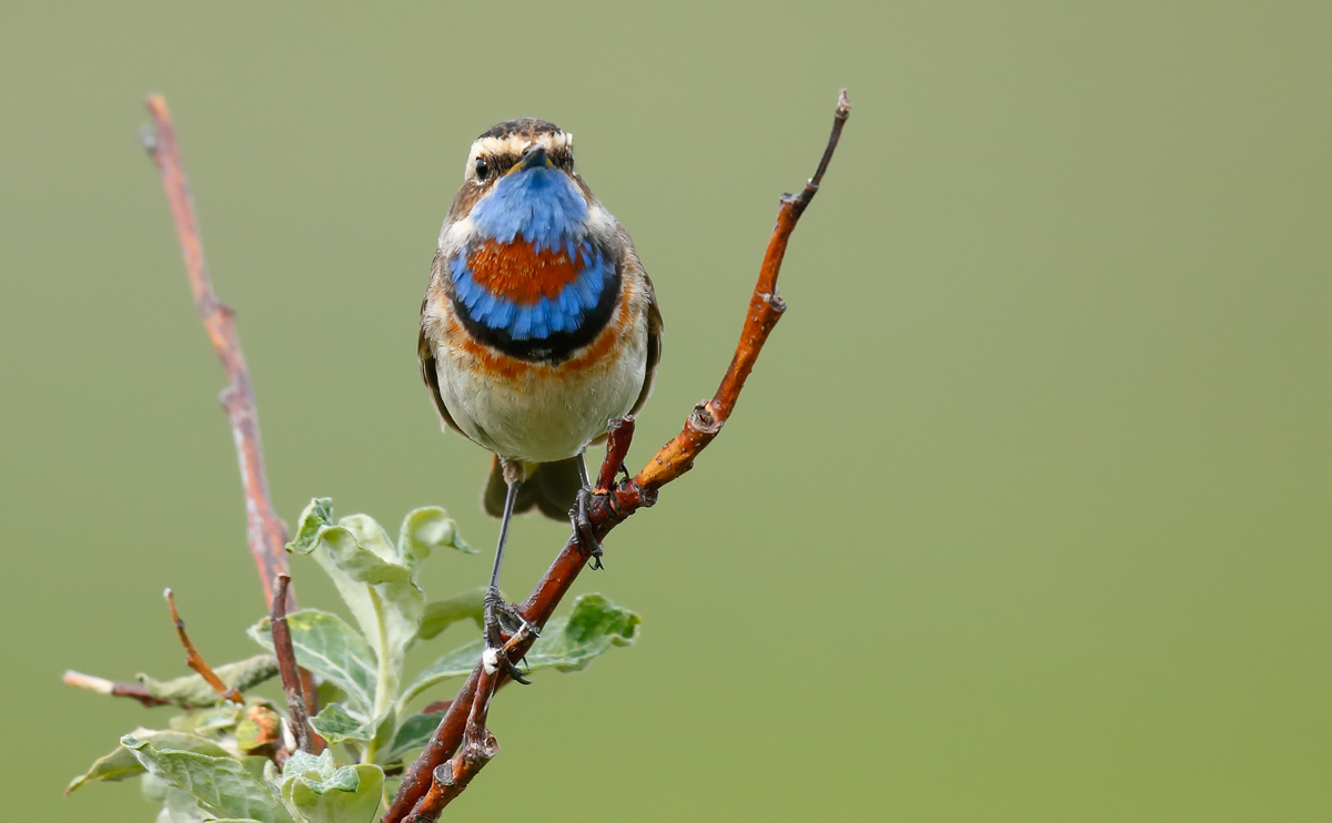 Bluethroat_J4X7046