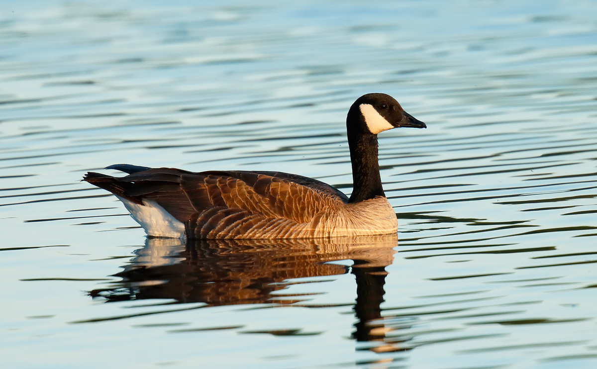 Cackling Goose_J4X6152