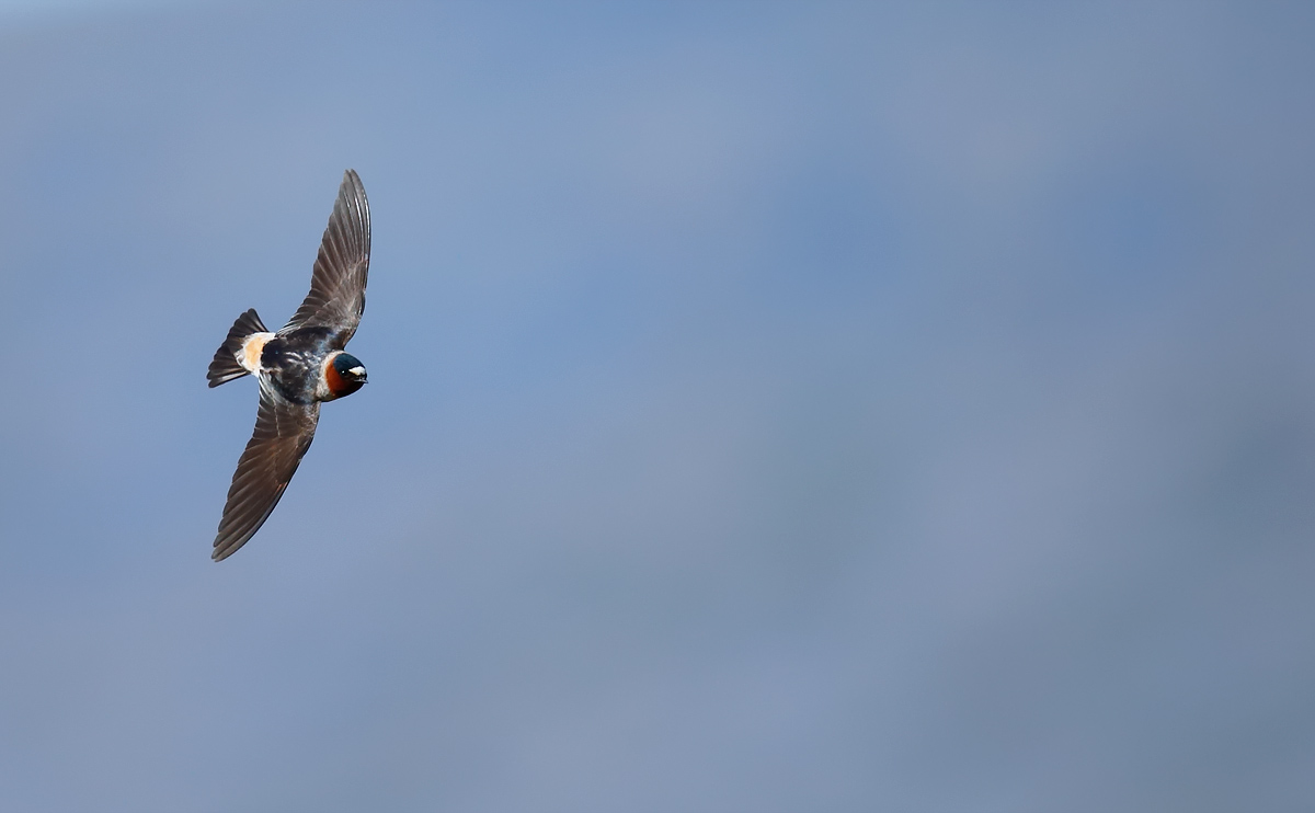 Cliff Swallow_J4X7927
