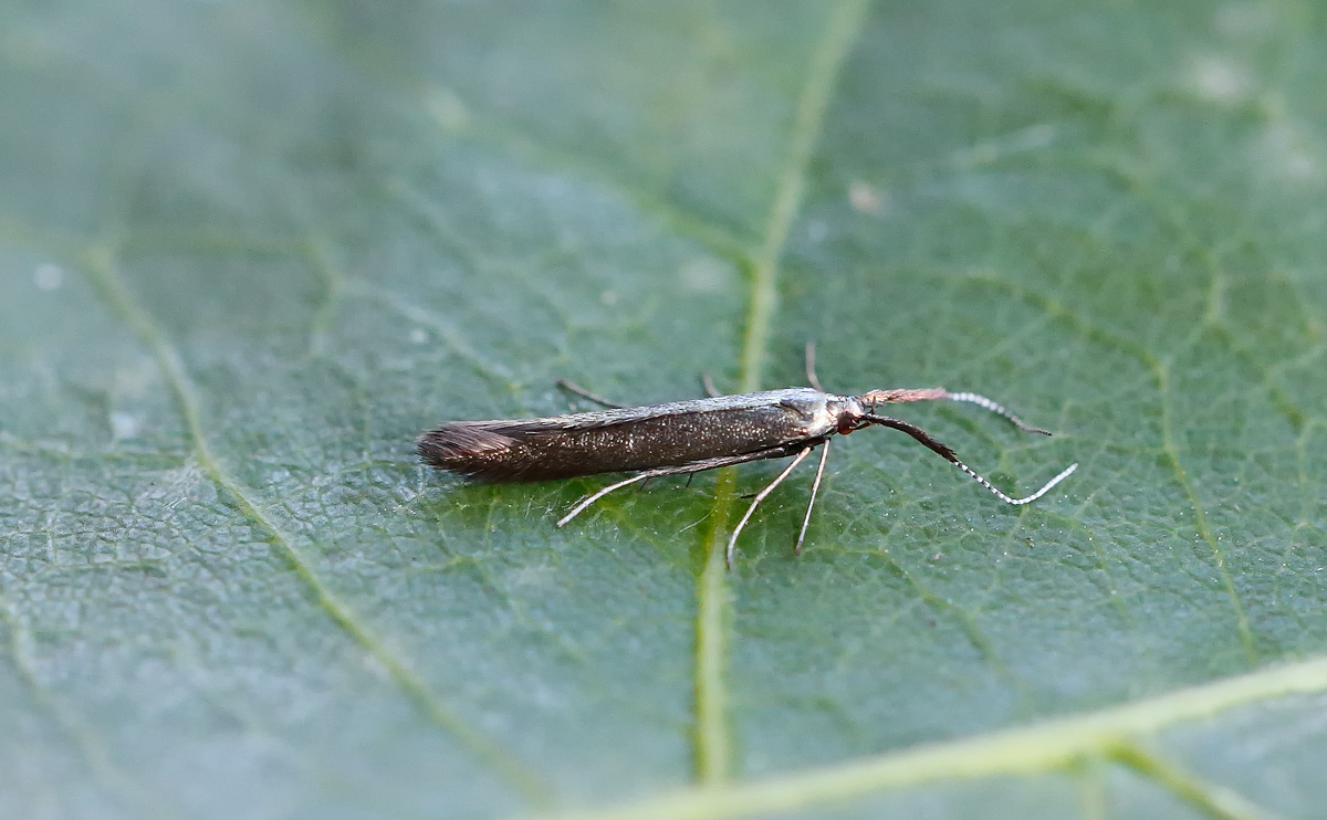 Coleophera mayrella_J4X3934