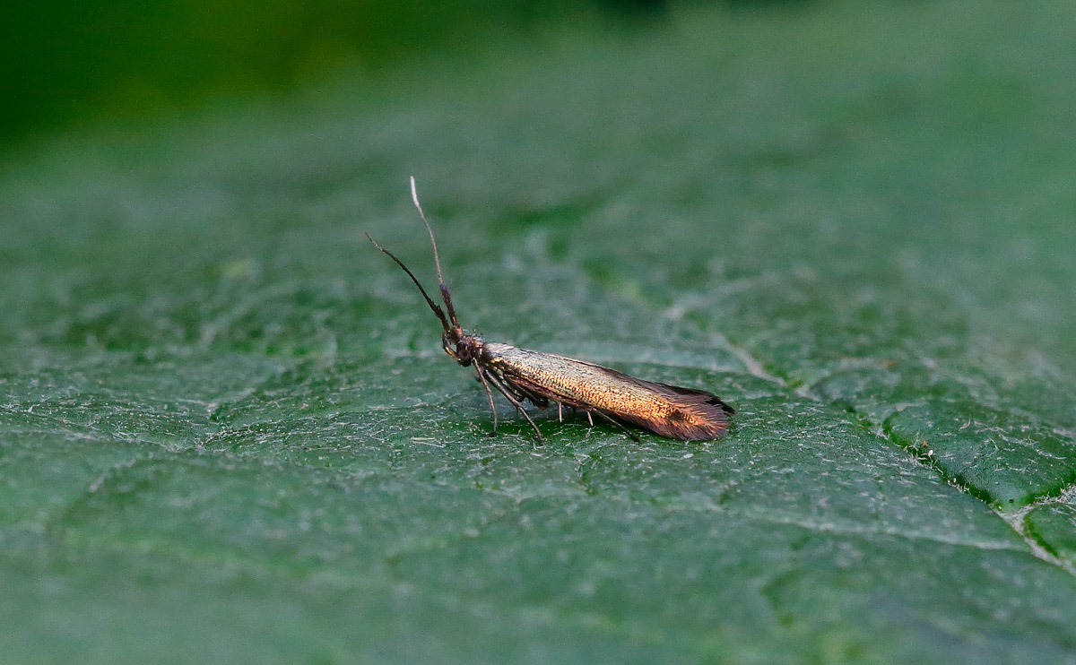 Coleophora deauratella_J4X4065