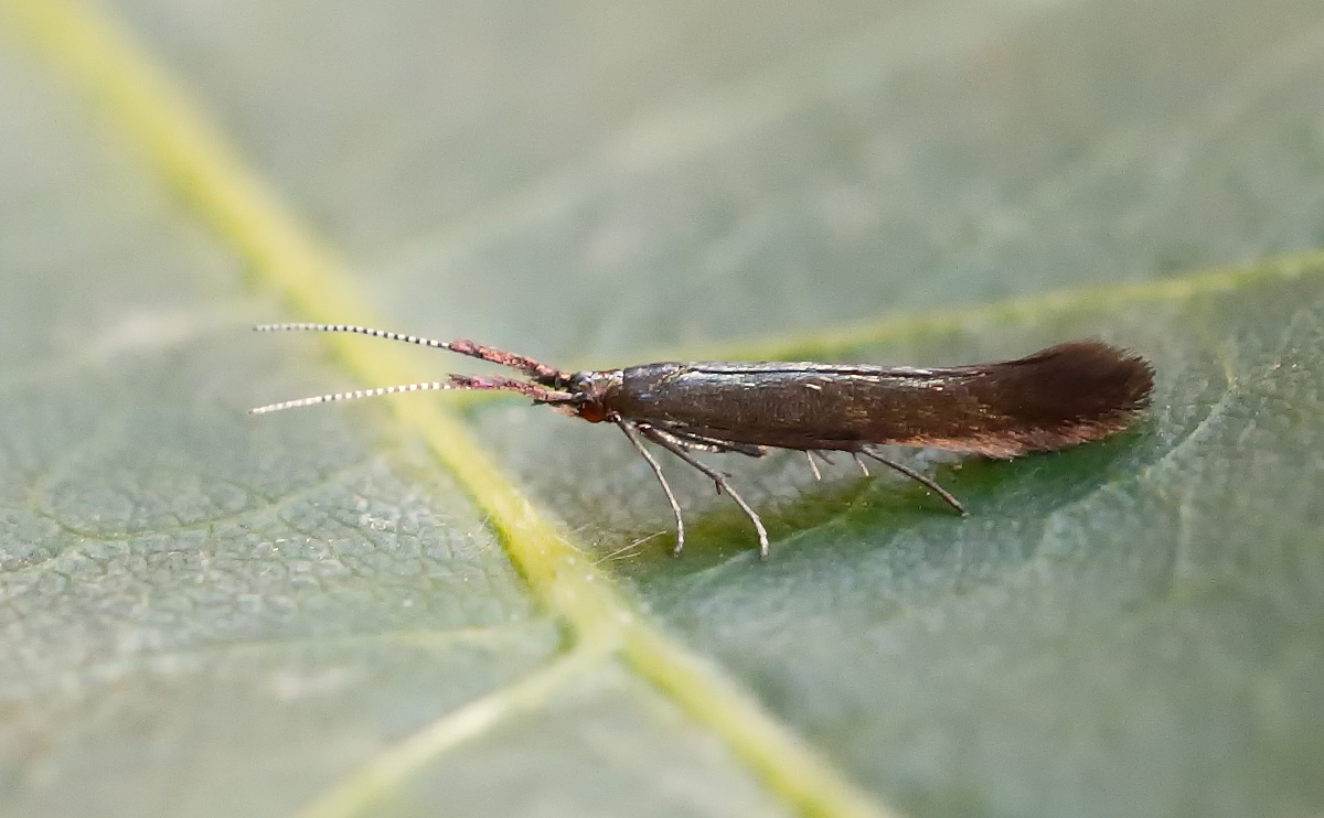 Coleophora mayrella_J4X3941