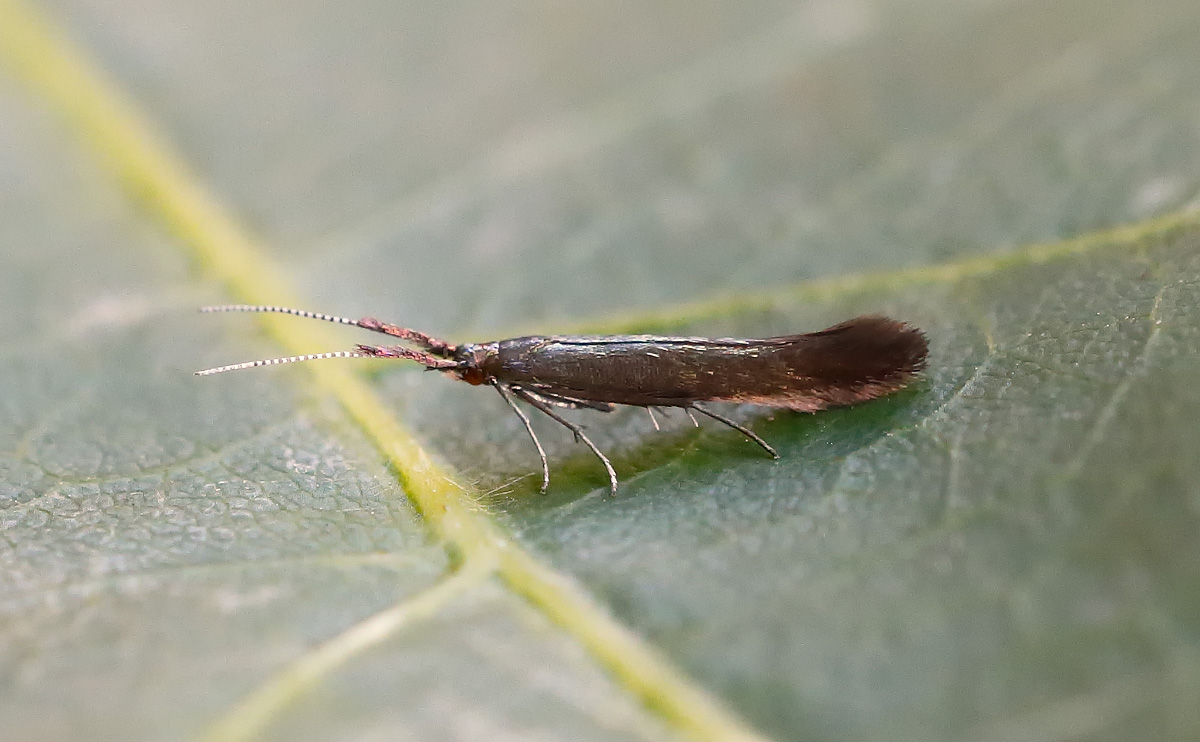 Coleophora mayrella_J4X3946