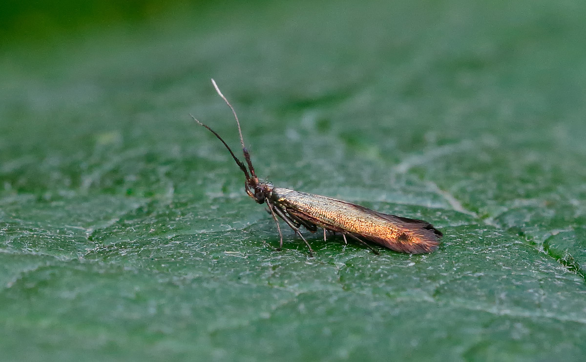 Coleophora sp trifolii_J4X4067