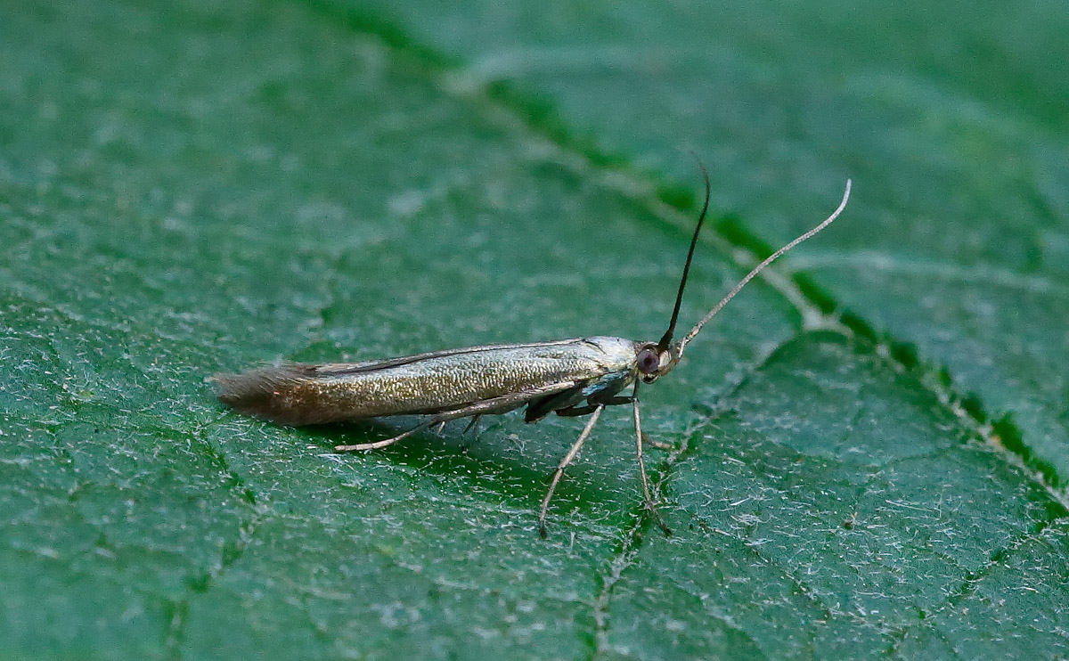 Coleophora trifolii_J4X4033