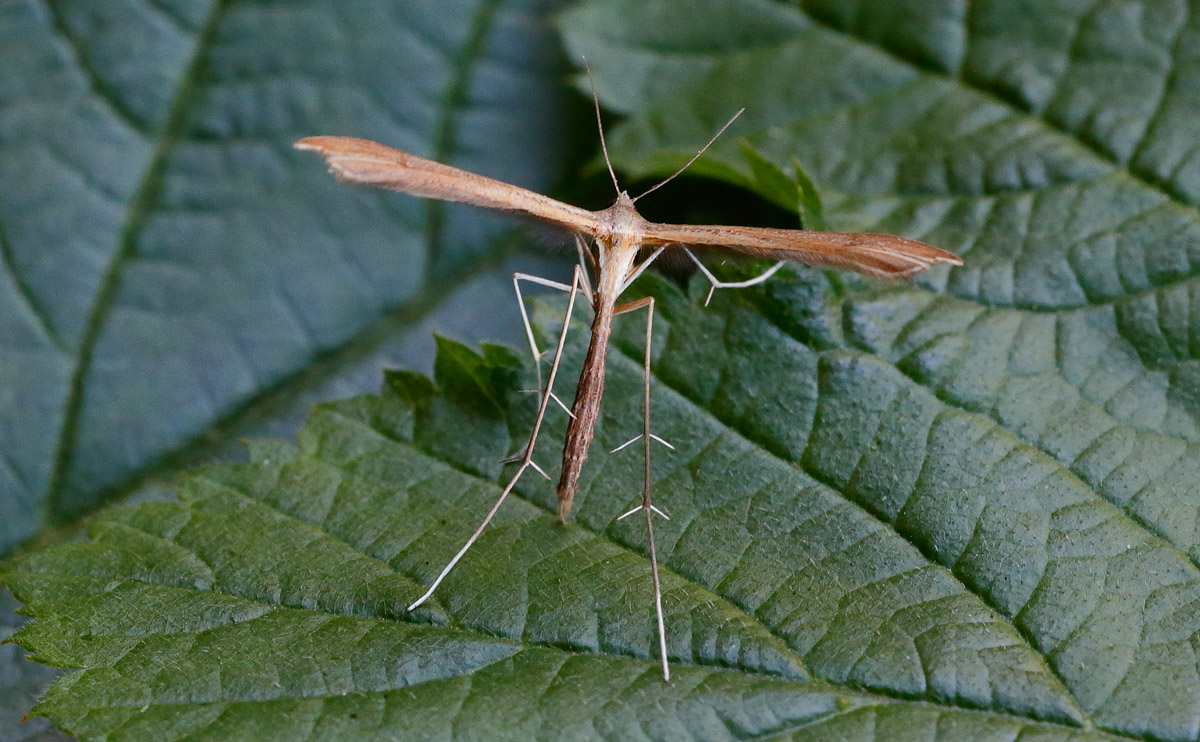 Downy Plume _J4X3894