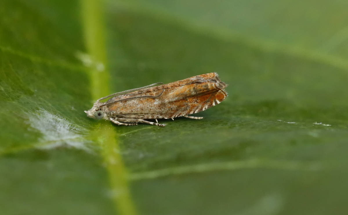 Epinotia tenerana_J4X3819