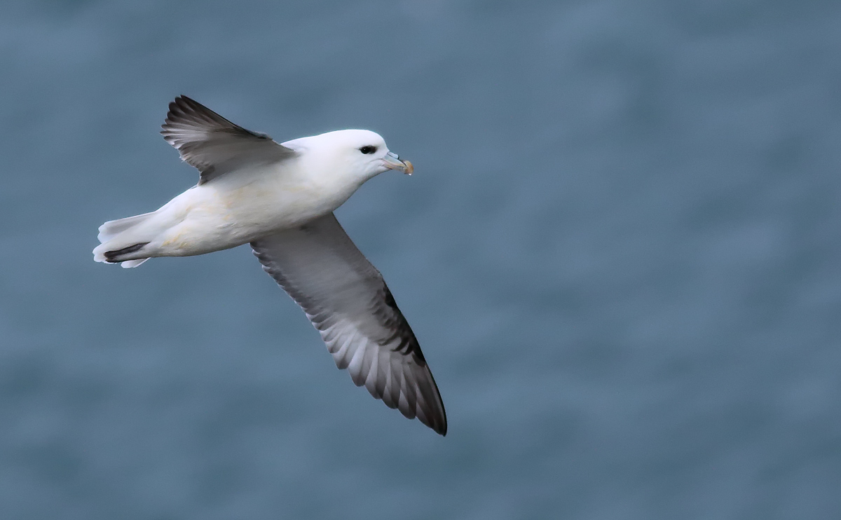 Fulmar_S1Q6182