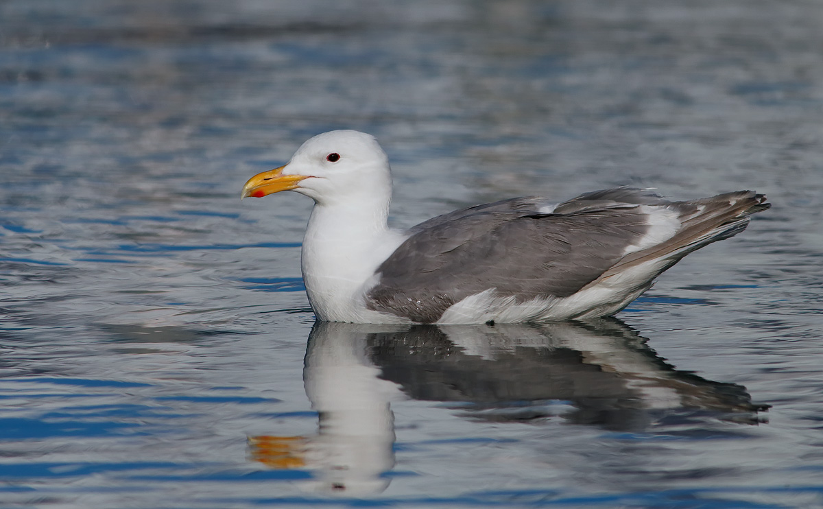 GWGull Hybrid_J4X9473