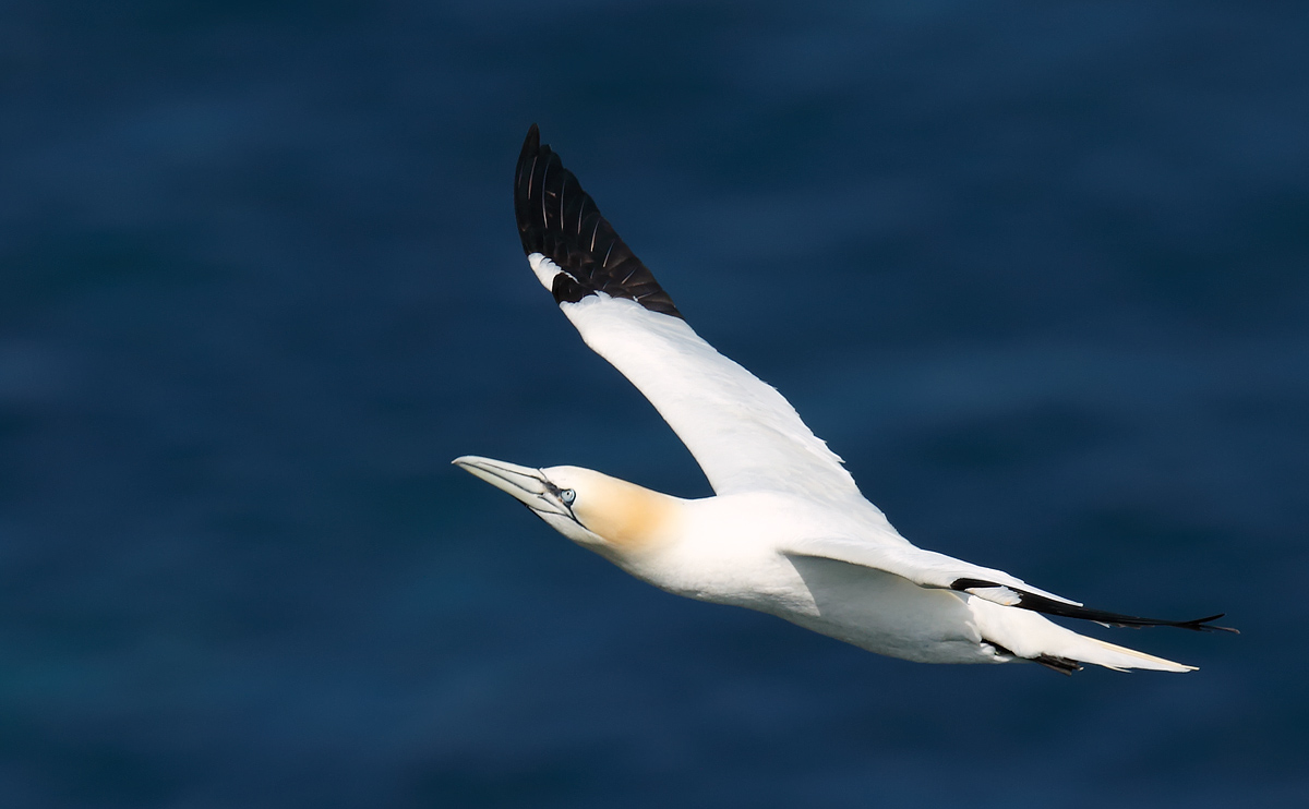 Gannet_J4X4241
