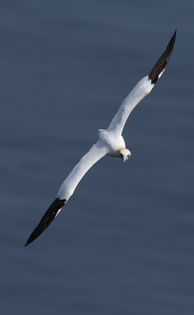 Gannet_J4X4276