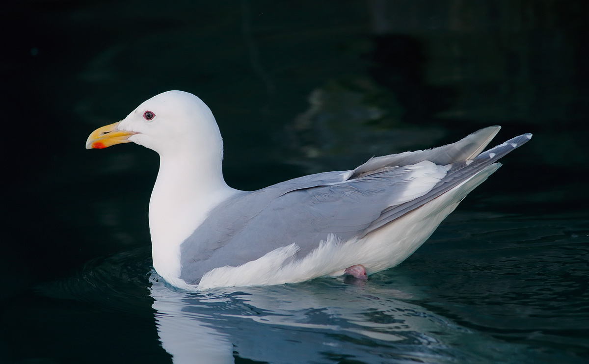 Glaucous-winged Gull_J4X9283