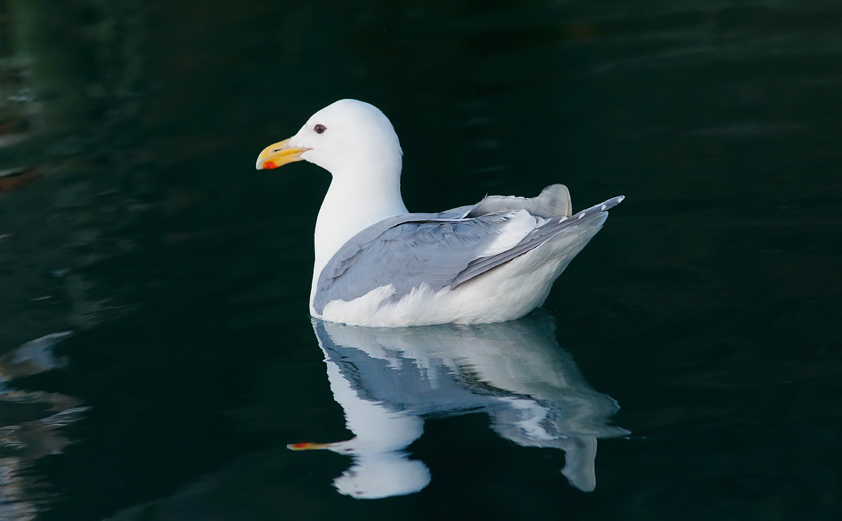 Glaucous-winged Gull_J4X9295