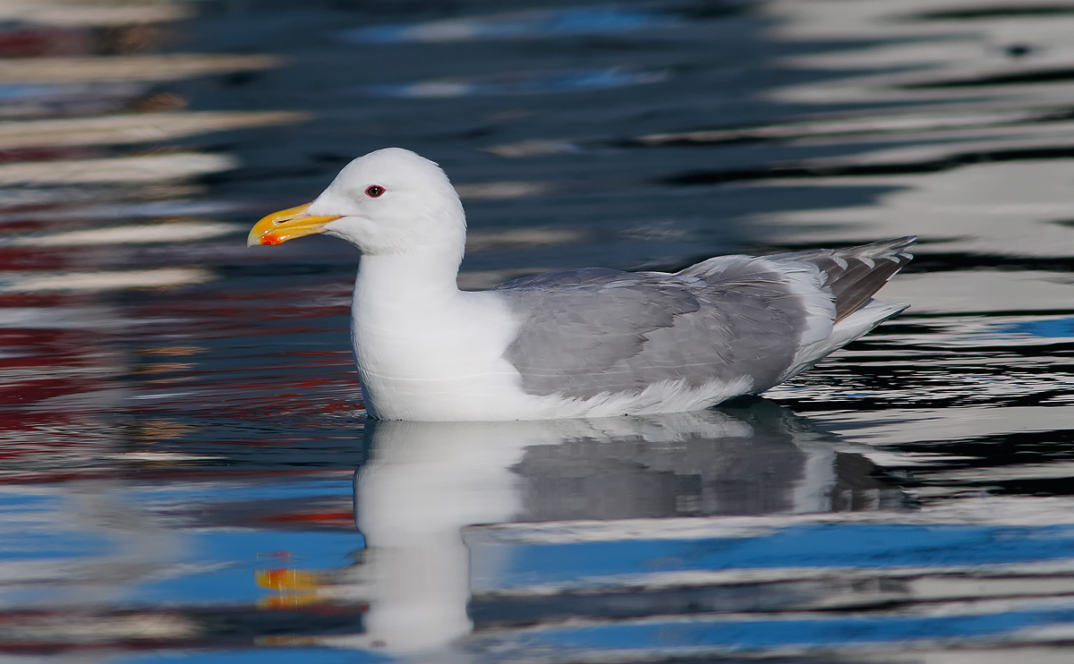 Glaucous-winged Gull_J4X9430