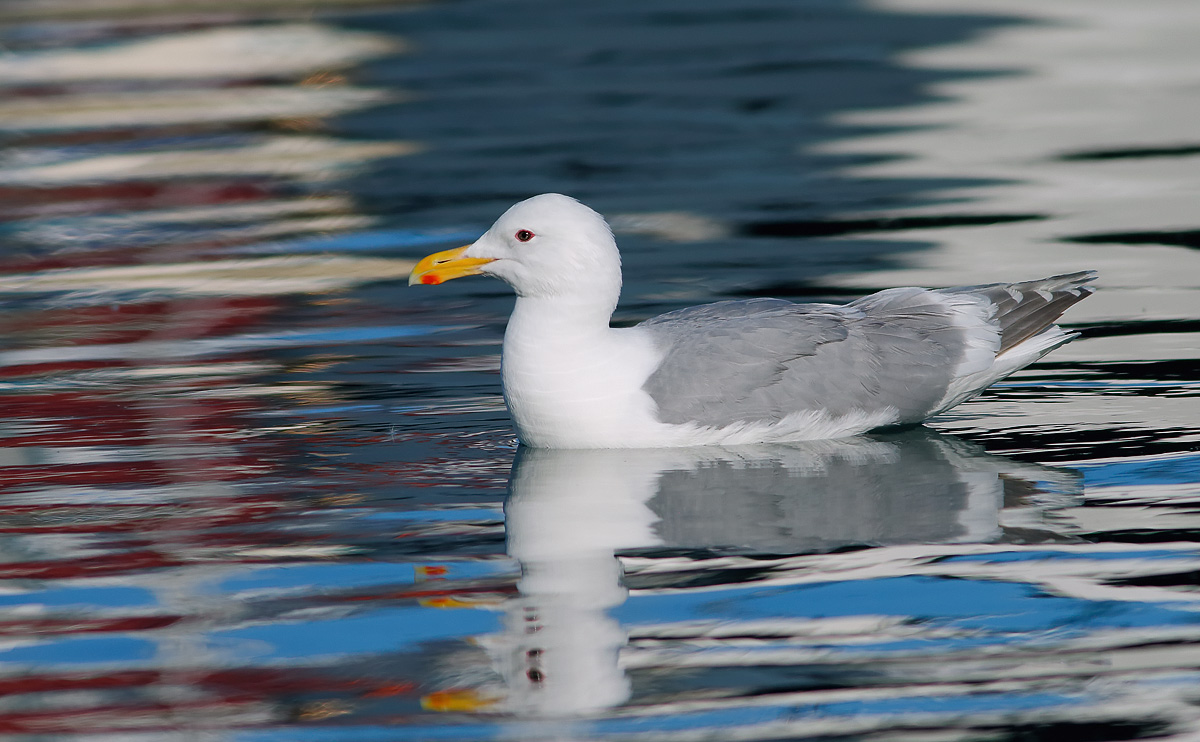 Glaucous-winged Gull_J4X9431