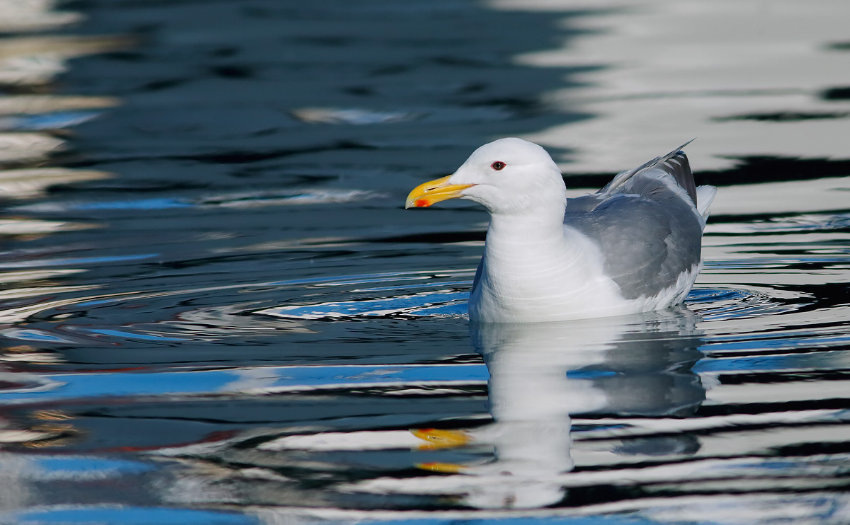 Glaucous-winged Gull_J4X9434
