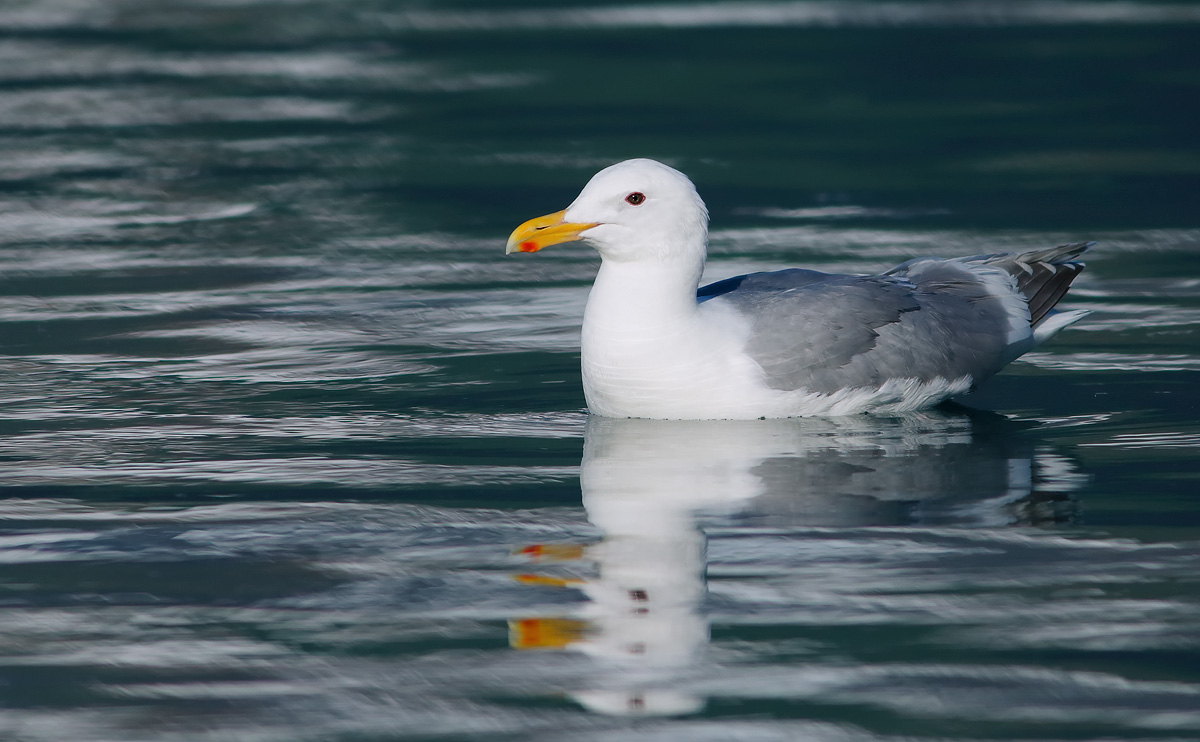 Glaucous-winged Gull_J4X9440