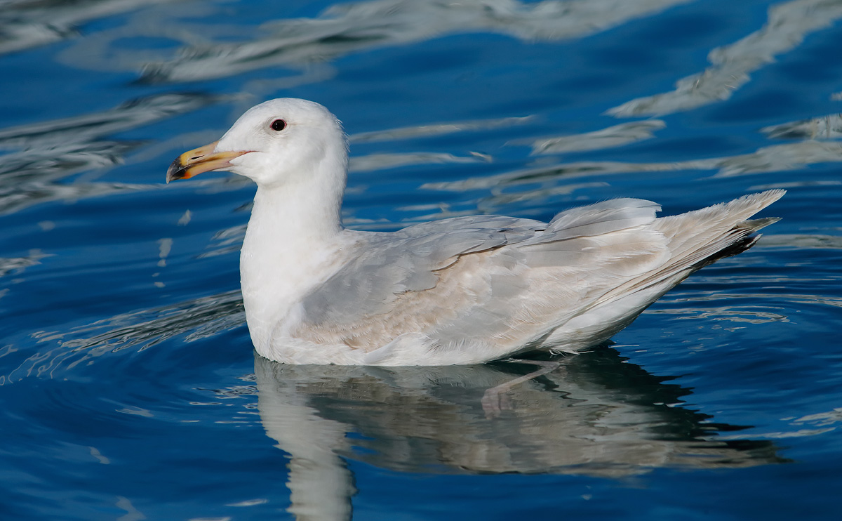 Glaucous-winged Gull_J4X9456